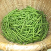 「インゲン豆の初収穫」
