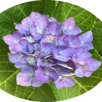 芙蓉～紫陽花～半夏生～檸檬