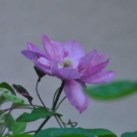 散歩道　クレマチスの花　　　43