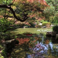 平安神宮　神苑　花菖蒲　睡蓮　２猫（マー＆ピピ）