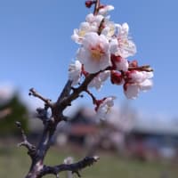 日日是好日