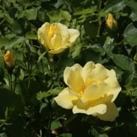 薔薇の咲く夏の日1-3