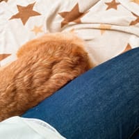 こいなりちゃん。急遽入院１日目