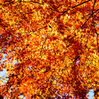 獅子舞紅葉2016