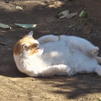 正月のチャッピー