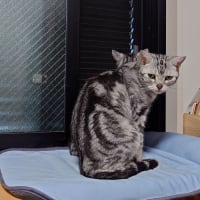 ニャルソック中…かと思ったら…