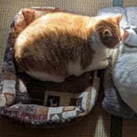ファブル