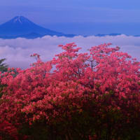 雲海とレンゲツツジと富士山