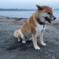『半夏生（はんげしょう）』とは、今の時期