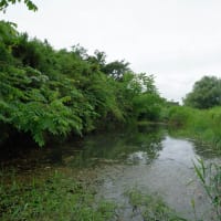 ６月中旬のヤゴ調べ