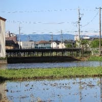  長いくちばしが特徴的なタシギの姿、ドキドキ眺め　(　岐阜県美濃地方　)