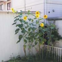 主夫の作った今週の料理