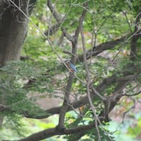 岡山後楽園でカワセミ