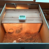 ひよこが5羽生まれました！