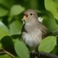 ナイチンゲールはとても美しく歌います！ ロシアからの鳥の歌の美しい音
