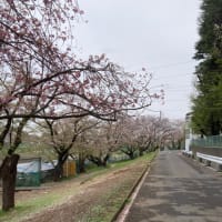 葉桜