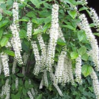 裏庭のその後と表花壇の様子