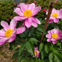 修繕と山茶花の剪定をお願いする