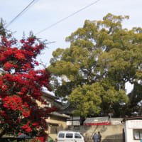 三島神社の薫蓋樟（くんがいしょう）