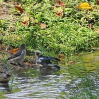 コムクドリの水浴び　NO２