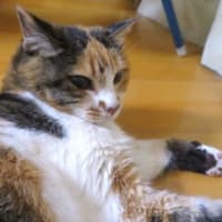「ジュリアの篭絡法」
