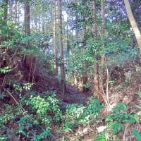 武衛原館と藤丸館 遠江　改変を受けながらも土塁と堀切が残された貴重な城館遺構