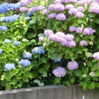 紫陽花は暑くてしおれ気味