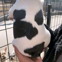 不思議な事が・・・。