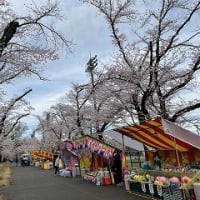 富士森公園の桜並木で屋台営業が今日から始まるそうです。