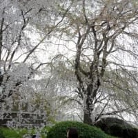 丸山公園の枝垂れ桜・高瀬川の桜・白川の桜