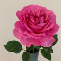 2025.6.11 薔薇の花 イブピアッツェ🌹