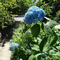 今年も明月院の紫陽花とともに、鎌倉スパイスはいかがですか…
