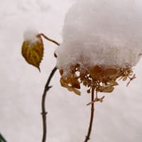 雪の帽子かぶったアナベル。吹雪の中走るSR1系。
