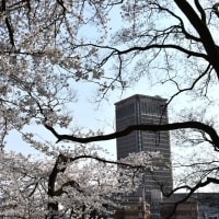 城内に咲く満開の桜の風景。