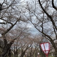 春の便りは