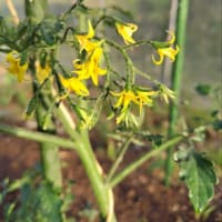 田植えが終わりました
