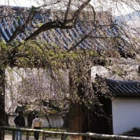 醍醐寺 総門の桜