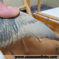サザナミインコ変異Vol.２
