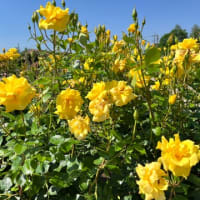 🌹バラ園に行ってきました