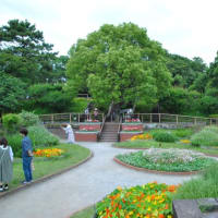 多摩川台公園あじさい園　　多摩川駅と東急電車　　　7