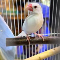 【里親募集】白文鳥