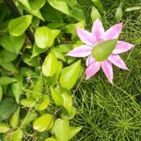 穏やかな過ごしやすい１日でした。
