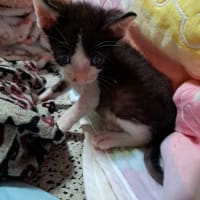  ニャオハ君の今日は・・・。