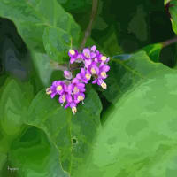 ヤブムラサキの花 