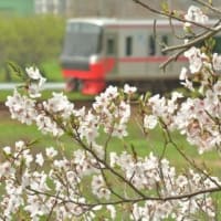 桜と名鉄電車、其の三