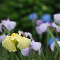 花菖蒲