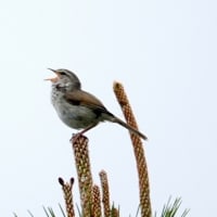 04/28探鳥記録写真：はまゆう公園の鳥たち（ウグイス、ホオジロ、）