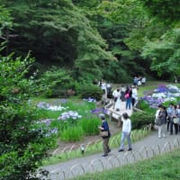 明治神宮御苑　　花菖蒲田に150種、1500株の花菖蒲　　　4