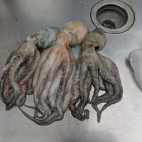 タコ