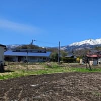 2025/04/24（木）：ちょっと遅れて花盛り。